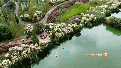 炒股入门知识配资平台 秋日限定！昆明这个地方芦花似雪，迎来最佳观赏期