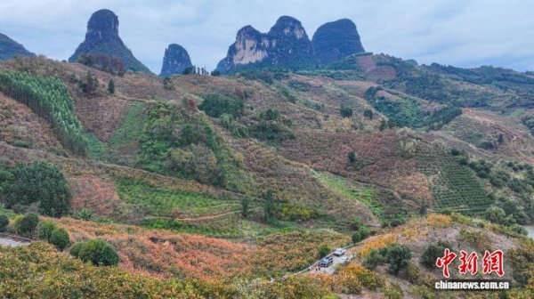 炒股入门知识配资平台 （乡村行·看振兴）从岭南果园到全球市场：AI赋能平乐柿子百亿元产业新图景